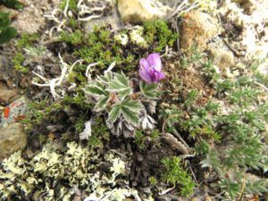 6 blackish oxytrope (Yukon Journey – Meziadin Junction to Whitehorse)