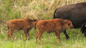 6 calves (Tombstone to Valemount, BC.)