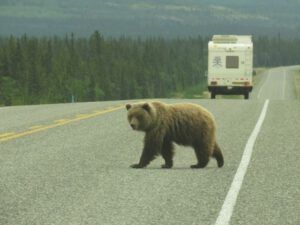 6 grizzly 4 (Haines Junction to Dawson City)