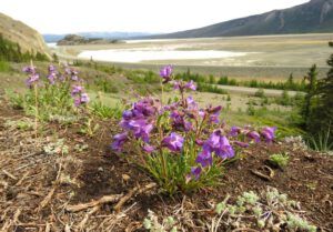 6 kluane lake (Yukon Journey – Kluane National Park)
