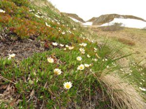 6 mt avens (Yukon Journey – Chilkat Pass.)