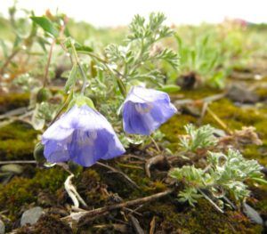 6a flax (Yukon Journey – Kluane National Park)