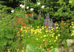 6b a roadside flos (Highway 5)