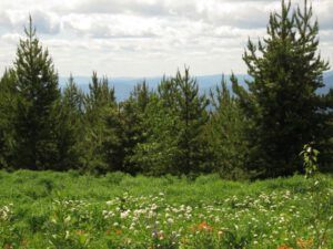 6b b my trees? (Highway 5)