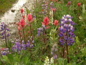 7 Top Hill Flos (Fire Update)