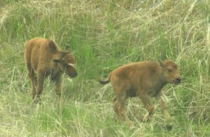 7 calves playing (Tombstone to Valemount, BC.)