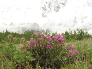 7 hedysarum (Yukon Journey – Kluane National Park)