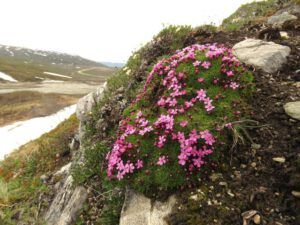 7 moss campion (Yukon Journey – Chilkat Pass.)