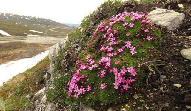 Yukon Journey – Chilkat Pass.