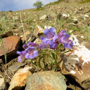 7b more penstemon (Yukon Journey – Kluane National Park)