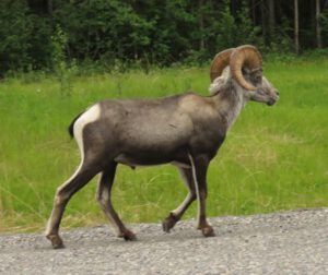 8 Stone sheep (Tombstone to Valemount, BC.)