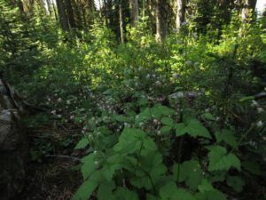 8 foam flower (Highway 5)