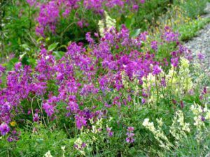 8 hedysarum and locoweed (Yukon Journey – Meziadin Junction to Whitehorse)