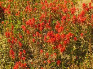 8 paintbrush (Fire Update)