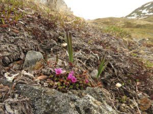 8 purple sax (Yukon Journey – Chilkat Pass.)
