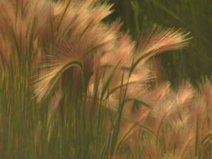 9 barley grass (Fire Update)