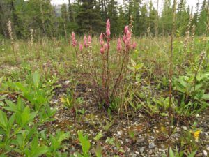 9 elegant paintbrush (Tombstone to Valemount, BC.)