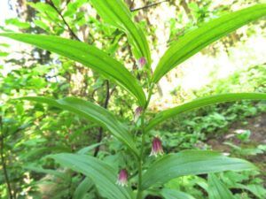 9 rosy twisted stalk (Highway 5)