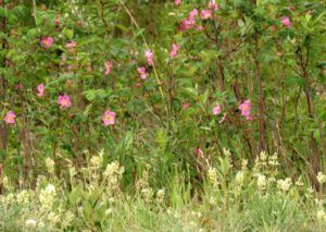 9a locoweed and roses (Yukon Journey – Meziadin Junction to Whitehorse)