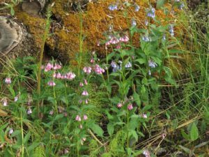 bluebells (Tombstone Territorial Park)
