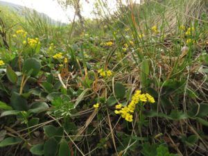 draba ogilvensis (Tombstone Territorial Park)