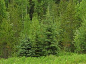 green (Home to Stewart and Salmon Glacier)