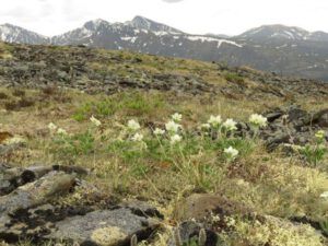 narcissus anemone (Haines Junction to Dawson City)