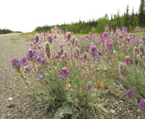 oxytropis splendens (Haines Junction to Dawson City)