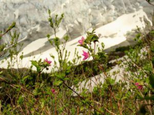 salmon berry best (Home to Stewart and Salmon Glacier)