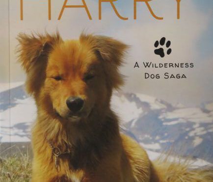 Harry: A Wilderness Dog Saga