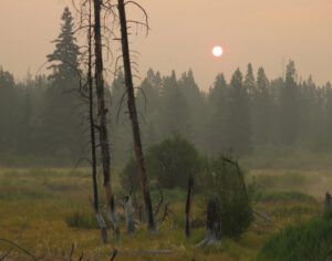 12 foreground (Harry: A Wilderness Dog Saga)