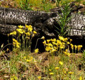 12 yellow agoseris (Fire Part Four – Back-burning.)