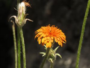12a orange agoseris (Fire Part Four – Back-burning.)