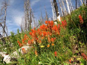 13 paintbrush (Fire Part Four – Back-burning.)