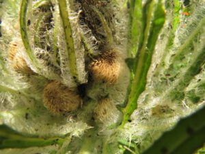 13b thistle 2 (Fire Part Four – Back-burning.)