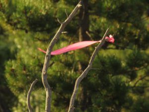 23b flaG TAPE (Kleena Kleene Fire Explosion)