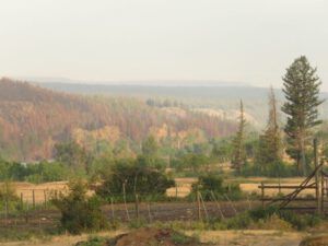3 burned trees Anaham reserve (The Trip To Town)