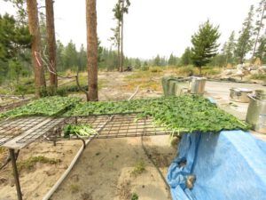 3 drying kale (The Solar Eclipse.)
