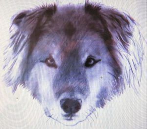 3 harry (Harry: A Wilderness Dog Saga)