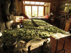 4 drying kale inside (The Solar Eclipse.)