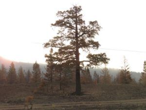 5 burned forest (The Trip To Town)