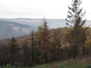 6 burned forest from lees corner (The Trip To Town)