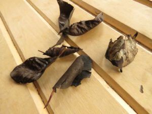 6 burnt leaves (The Solar Eclipse.)