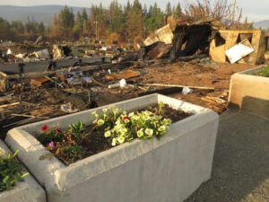 8c flowers (The Trip To Town)