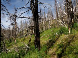 9 burned forest (Fire Part Four – Back-burning.)