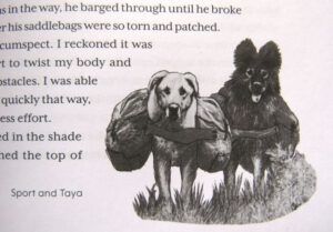 illustration Harry (Harry: A Wilderness Dog Saga)