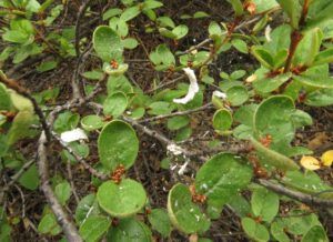 x ash caught in spiders web. (Fire Explosion Aftermath)