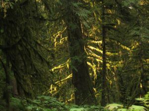 10 smoke big trees (Smoky September)