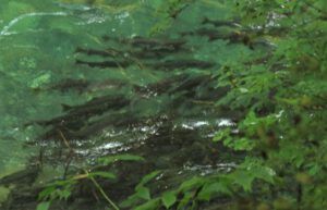 11 spawning salmon (Smoky September)