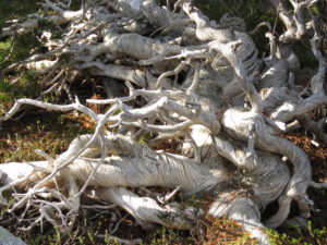 11 twisted pine 3 (The Plateau)